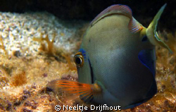 surgeon fish by Neeltje Drijfhout 